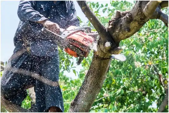 tree services McQueeney